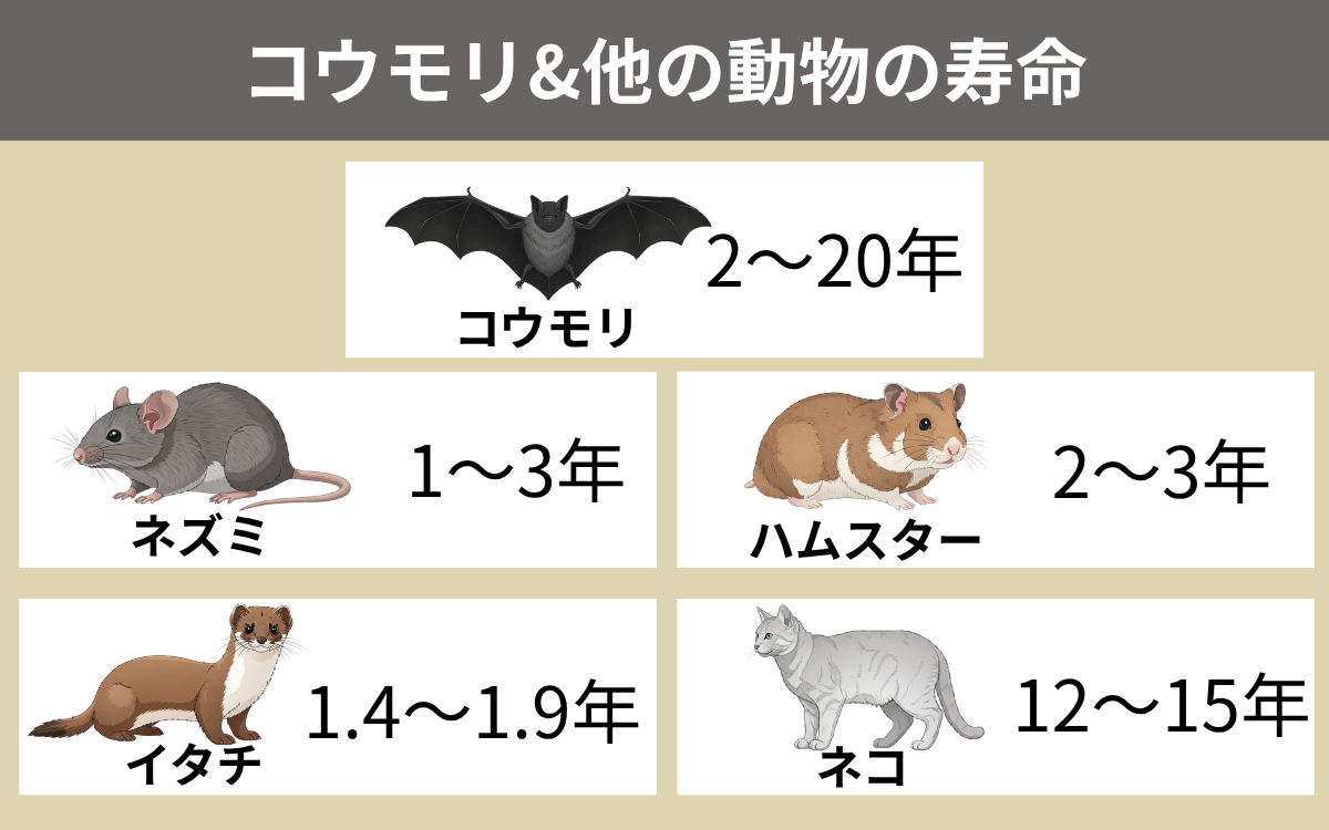 コウモリ&他の動物の寿命