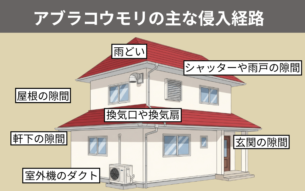 アブラコウモリの主な侵入経路
