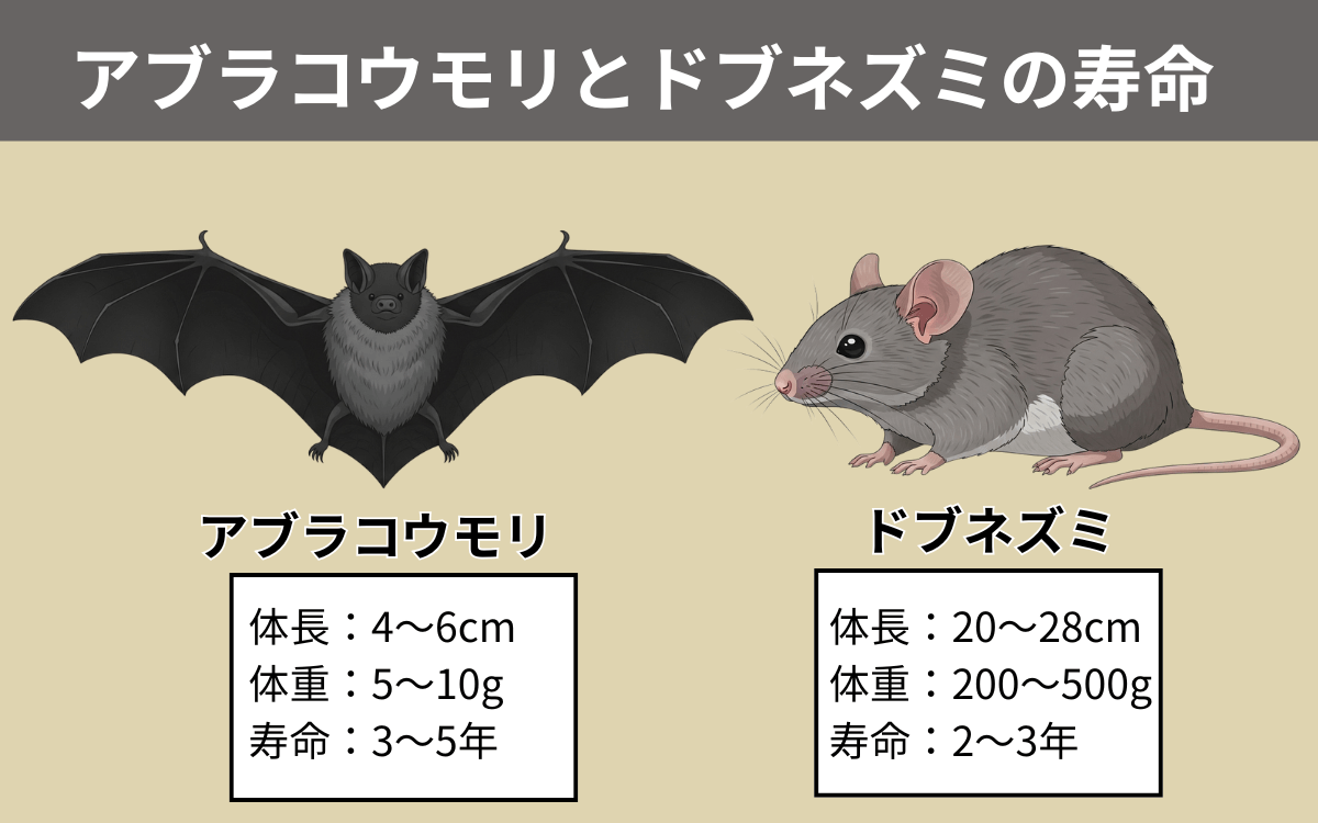 アブラコウモリとドブネズミの寿命