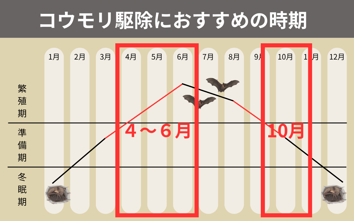 コウモリ駆除におすすめの時期