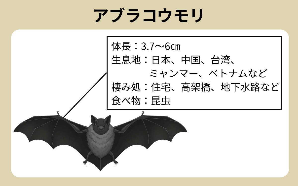 アブラコウモリ