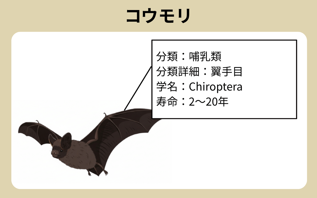 コウモリ