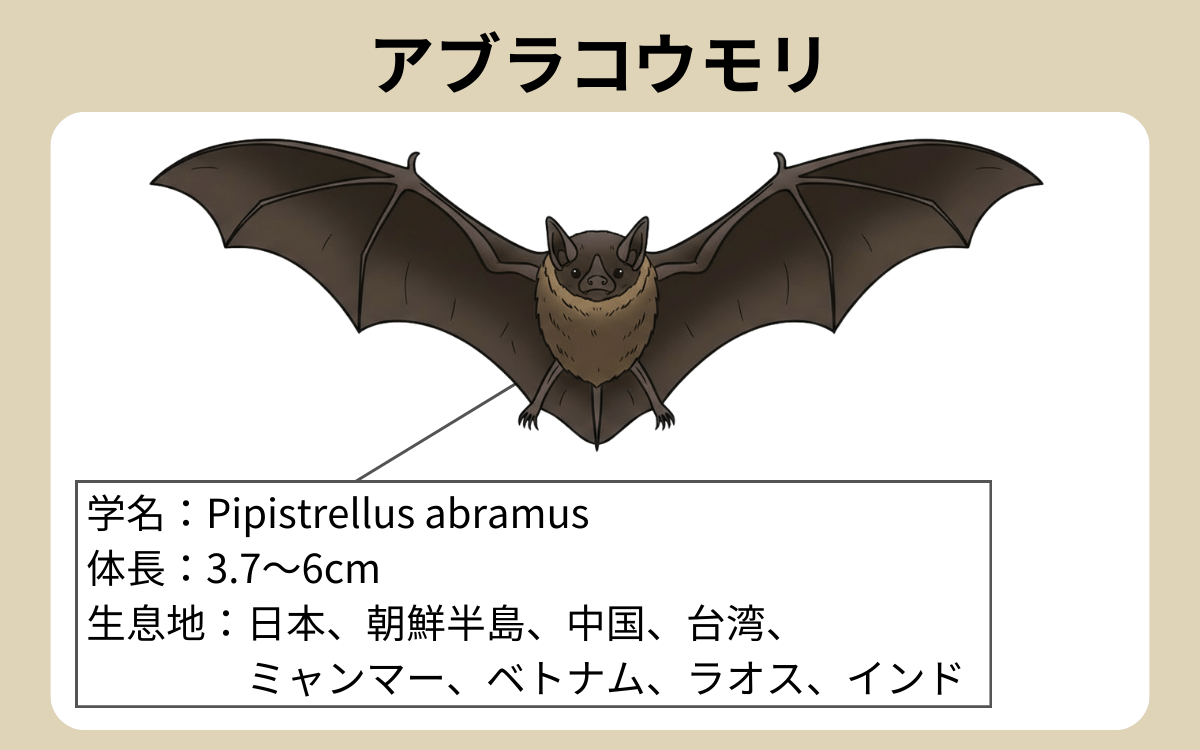 アブラコウモリ