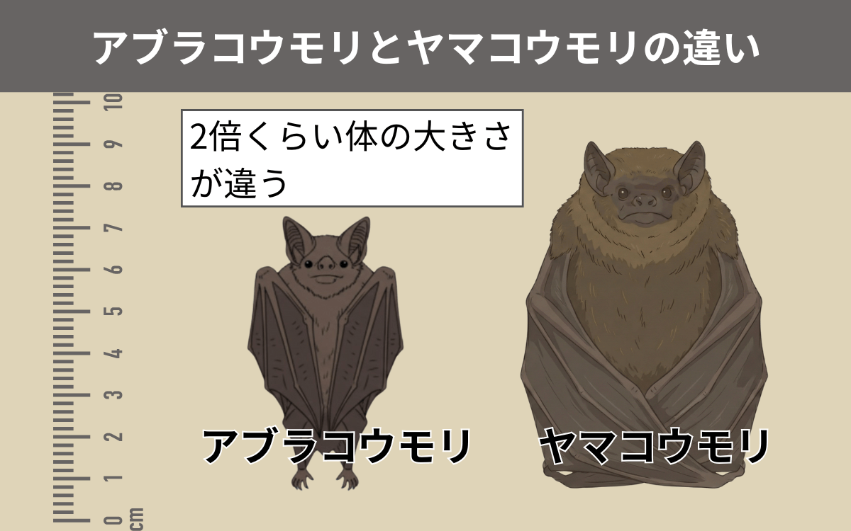 アブラコウモリとヤマコウモリの違い