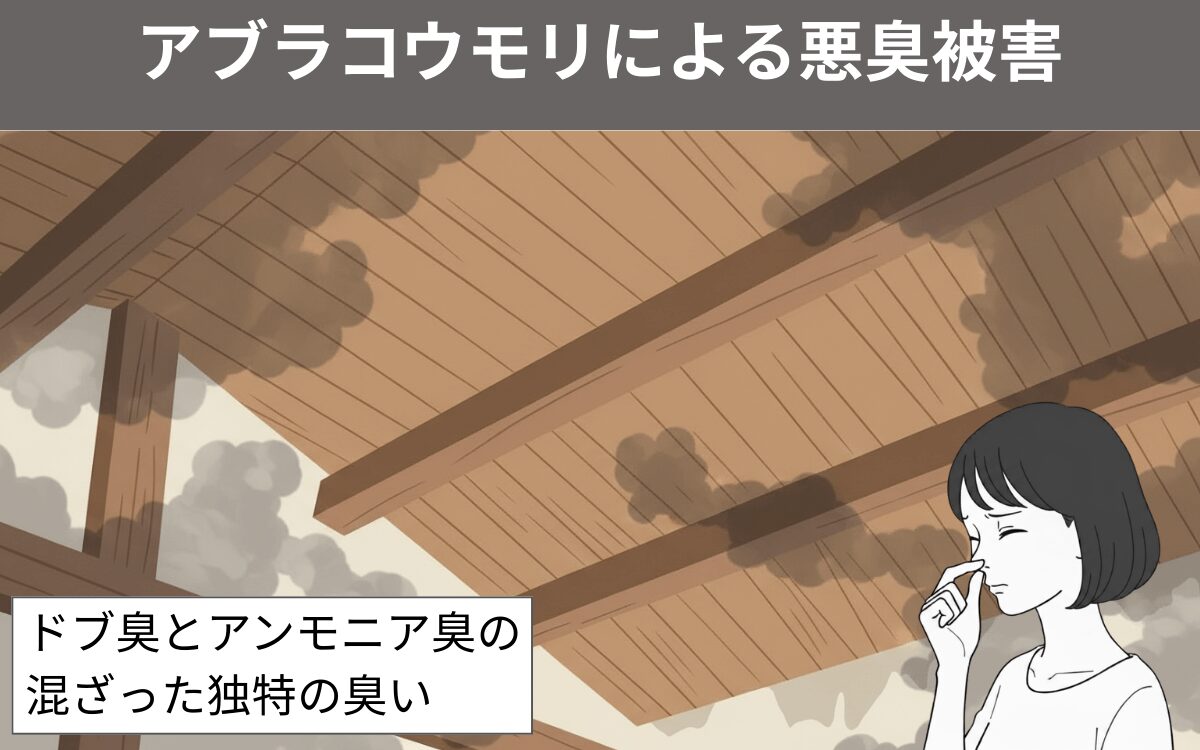 アブラコウモリによる悪臭被害