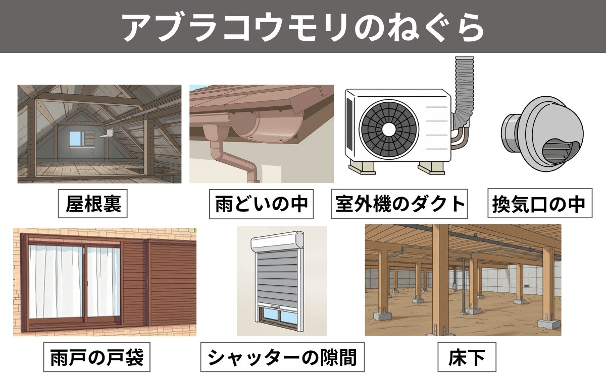 アブラコウモリのねぐら