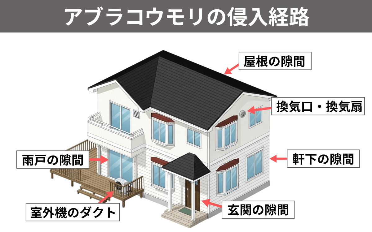 アブラコウモリの侵入経路