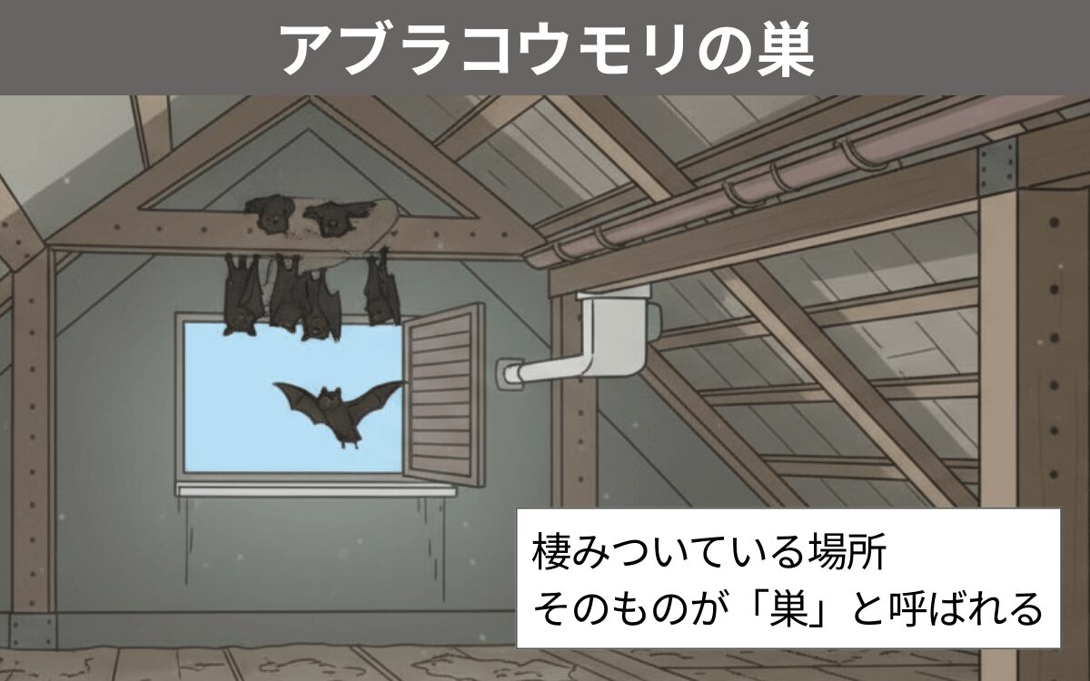 アブラコウモリの巣
