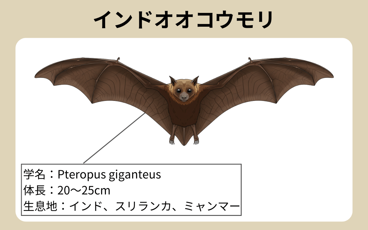 インドオオコウモリ