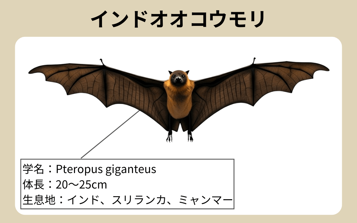 インドオオコウモリ