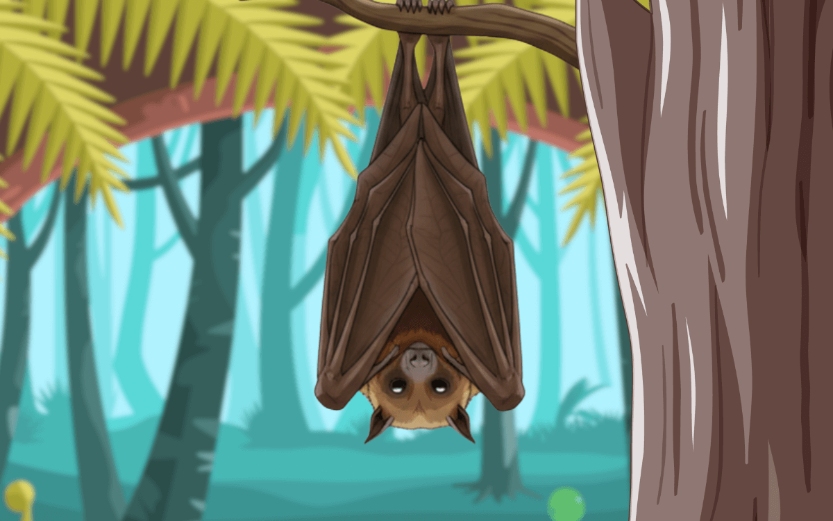 インドオオコウモリのねぐら