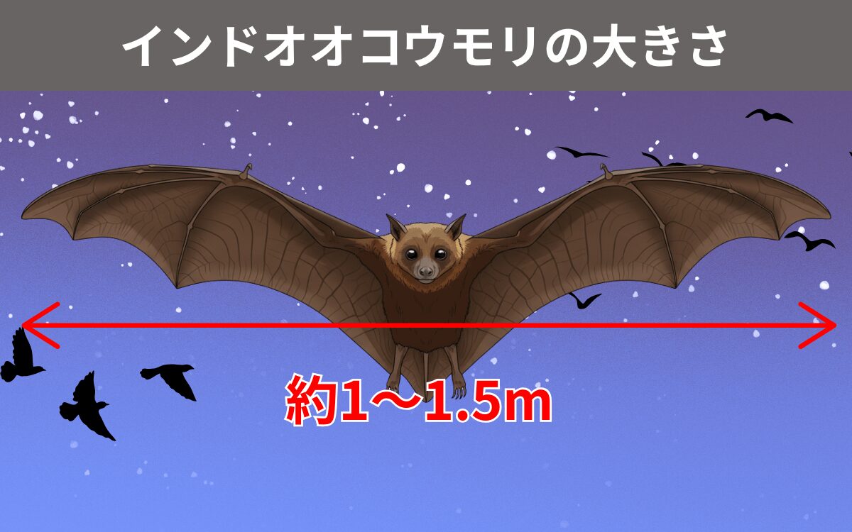 インドオオコウモリの大きさ