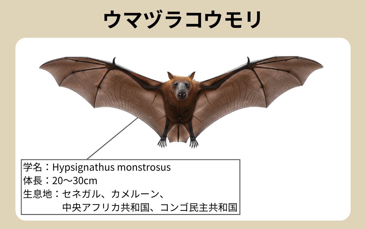 ウマヅラコウモリ