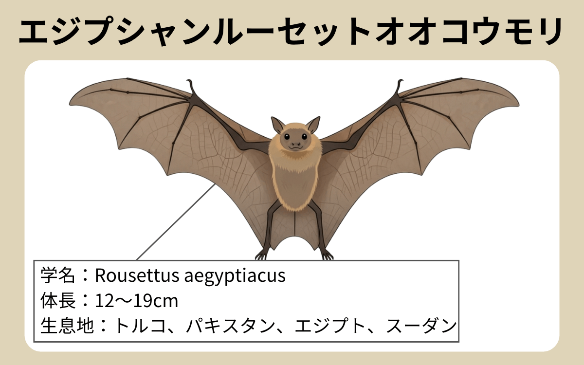 エジプシャンルーセットオオコウモリ