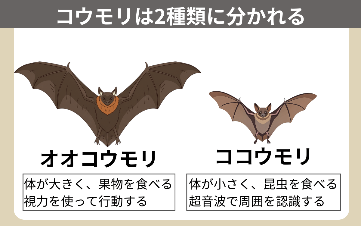 オオコウモリとココウモリ