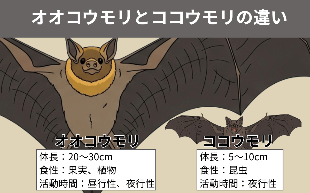 オオコウモリとココウモリの違い