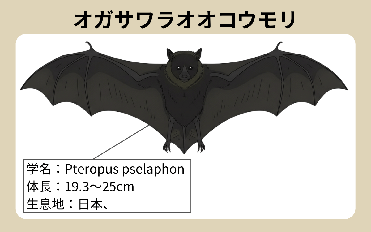 オガサワラオオコウモリ 