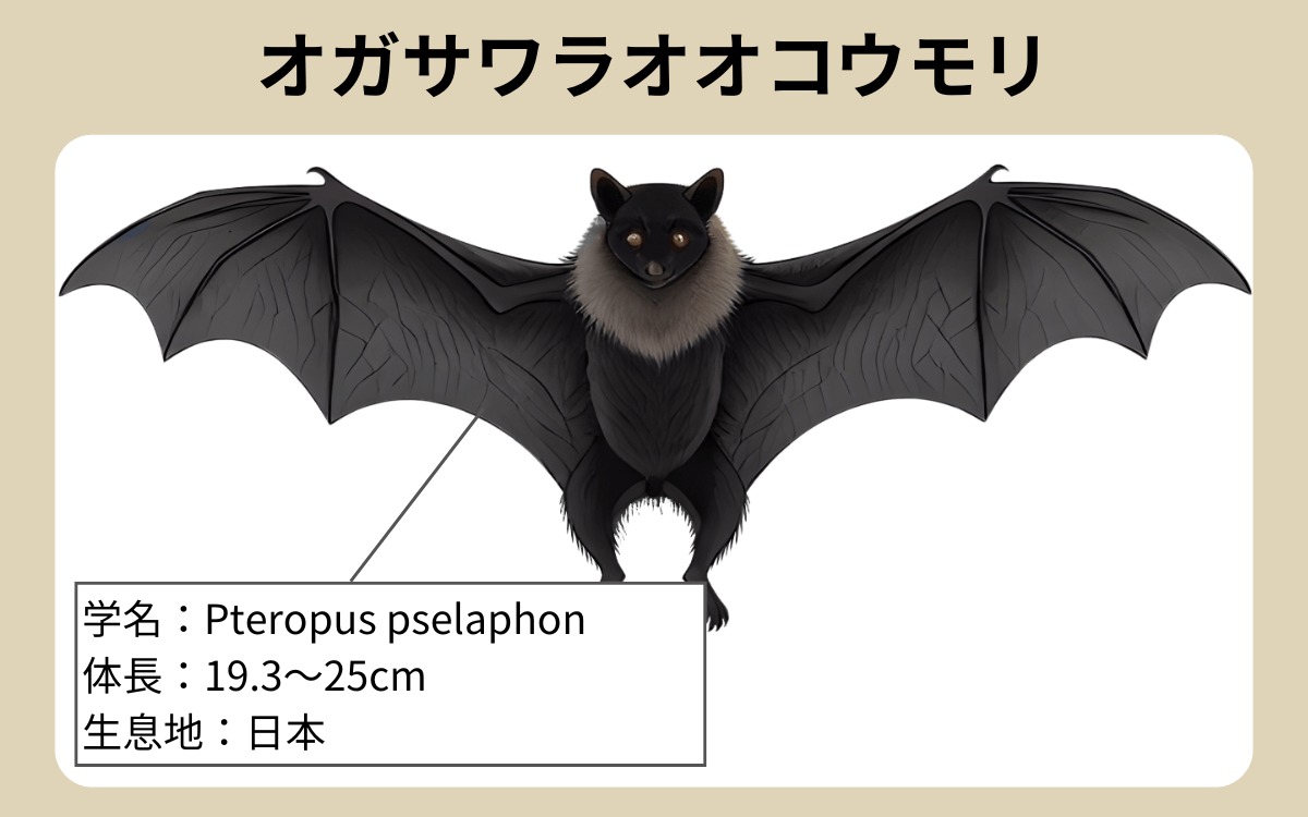 オガサワラオオコウモリ