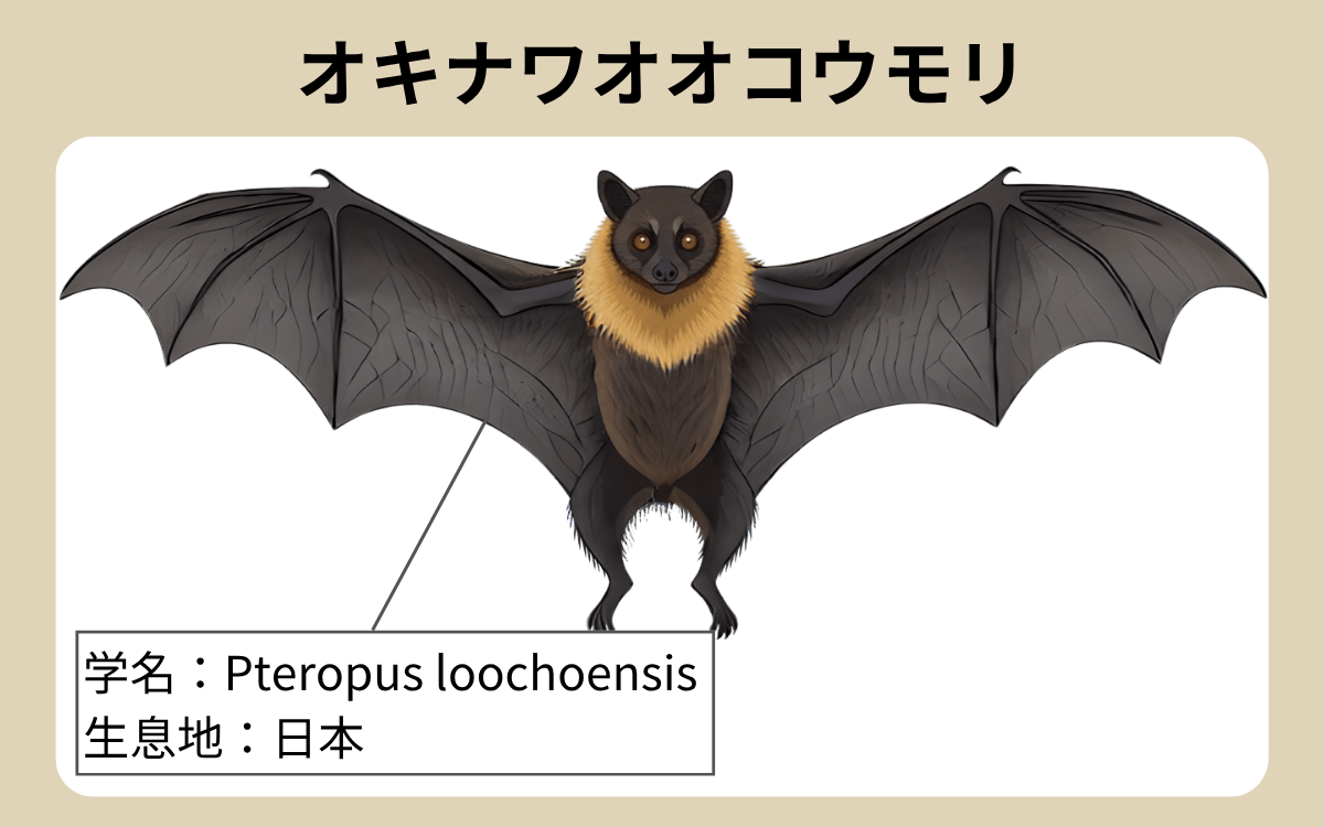 オキナワオオコウモリ