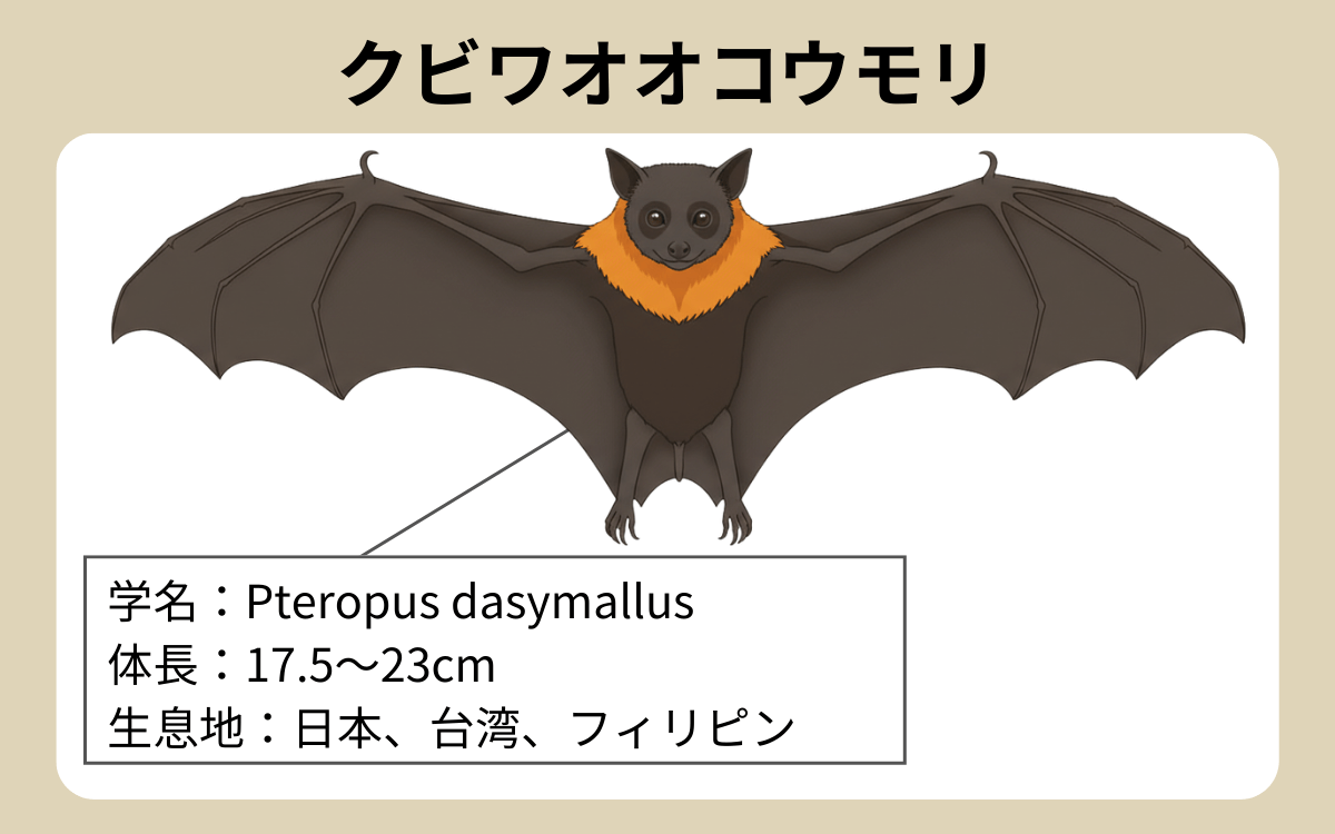 クビワオオコウモリ 