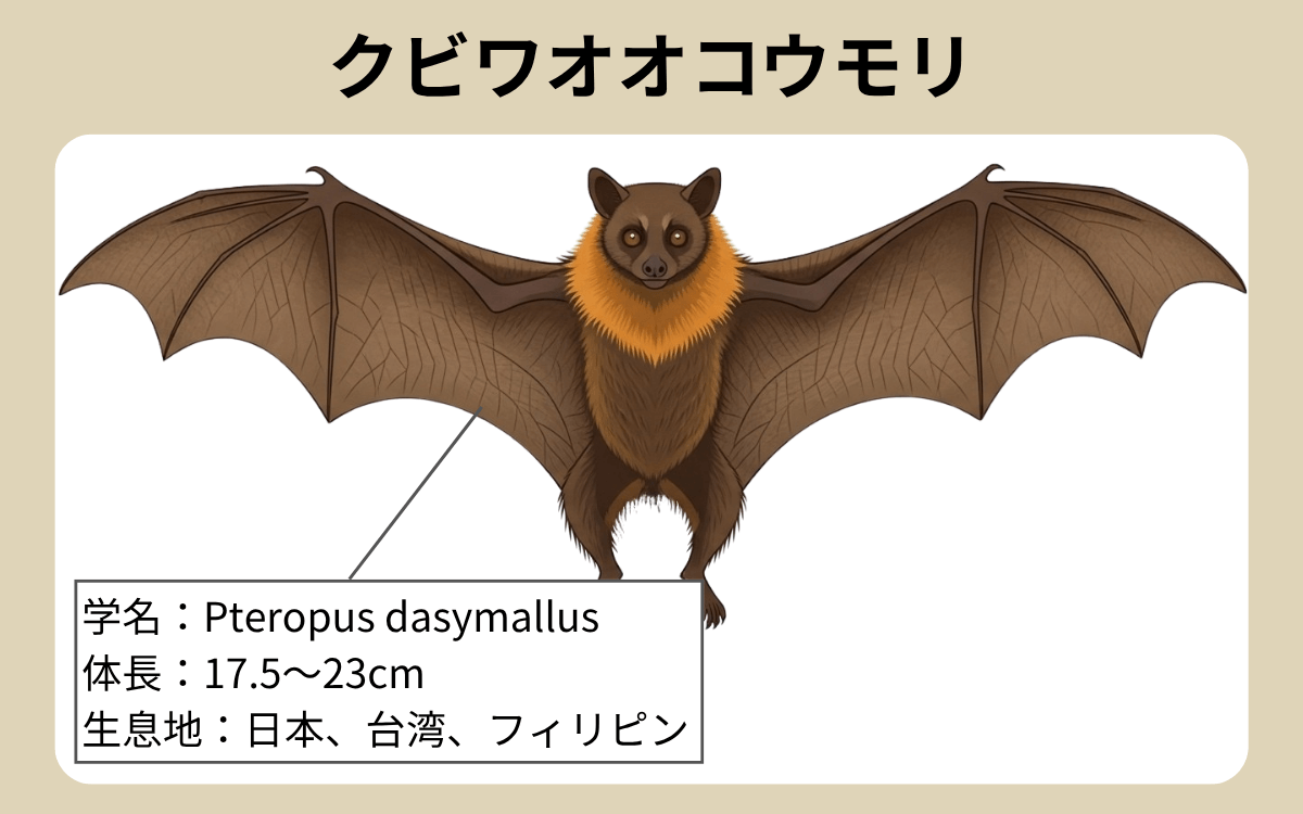 クビワオオコウモリ