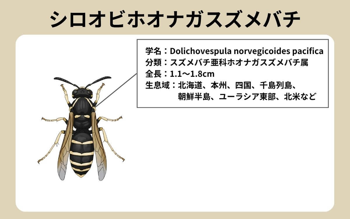 シロオビホオナガスズメバチ