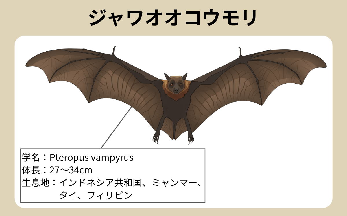 ジャワオオコウモリ