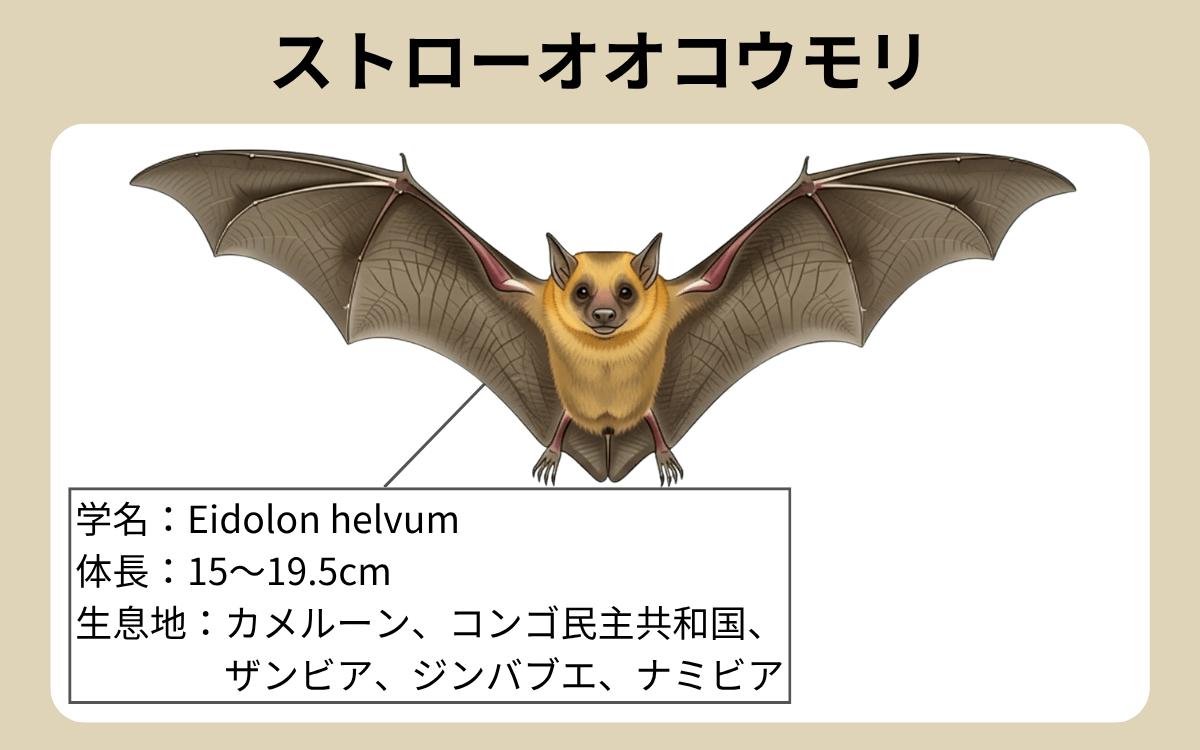ストローオオコウモリ