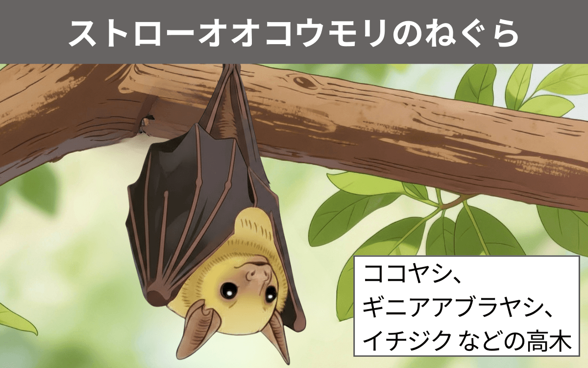 ストローオオコウモリのねぐら