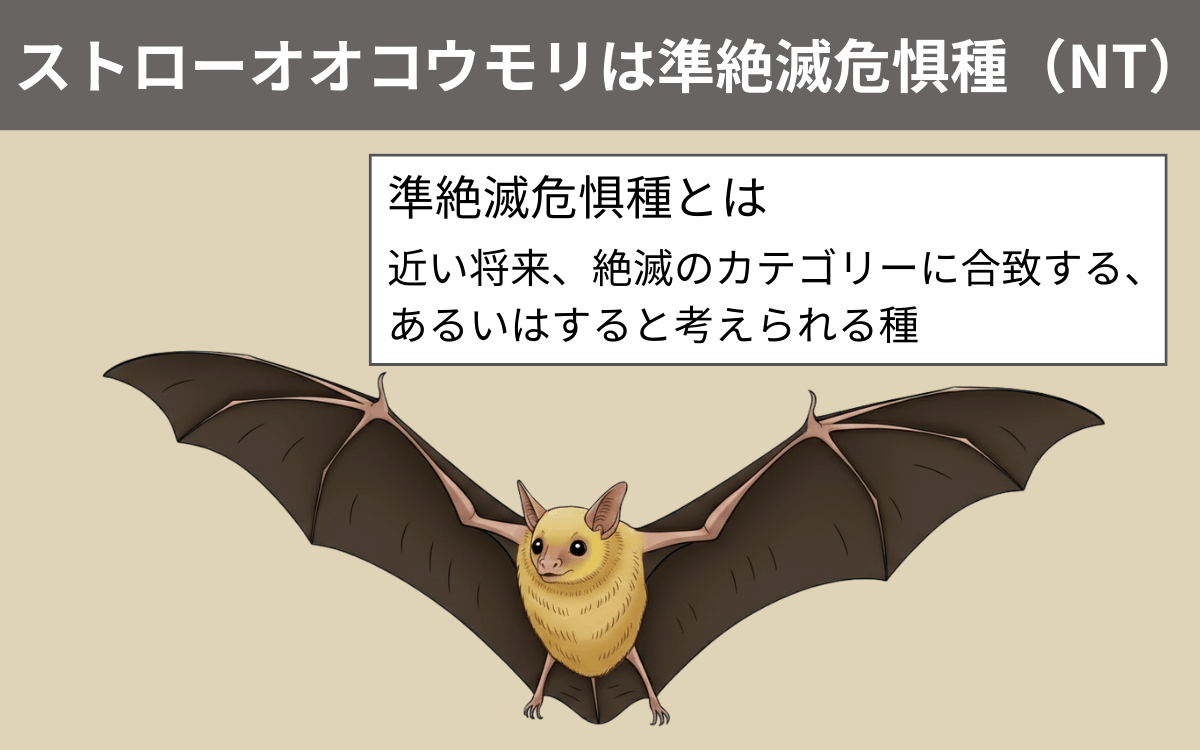 ストローオオコウモリは準絶滅危惧種