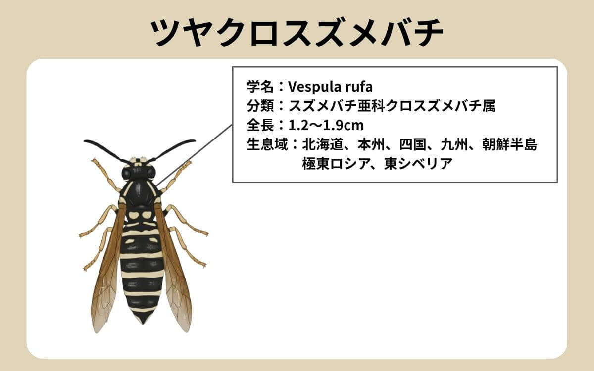 ツヤクロスズメバチ