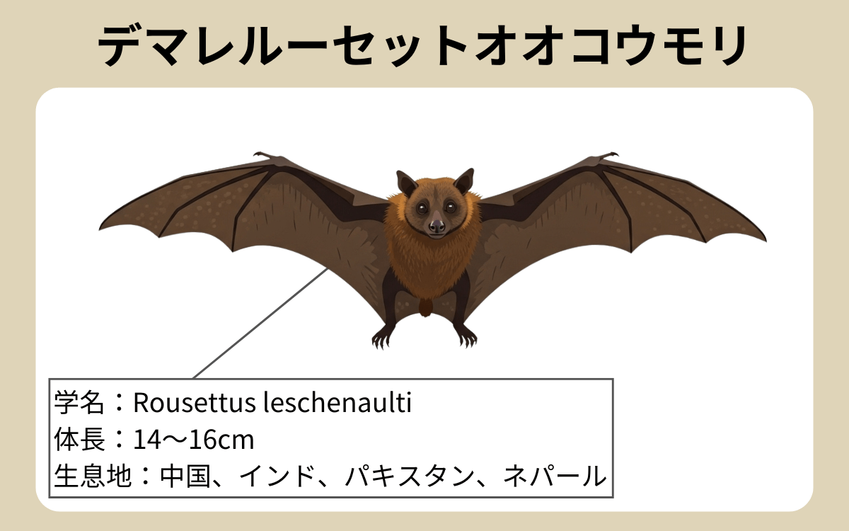 デマレルーセットオオコウモリ