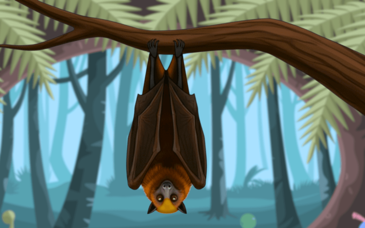 フィリピンオオコウモリのねぐら