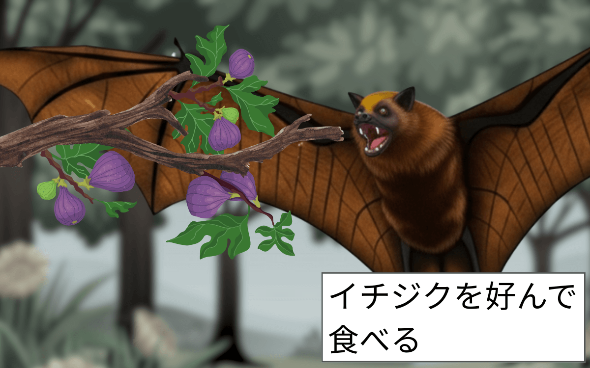 フィリピンオオコウモリの主食