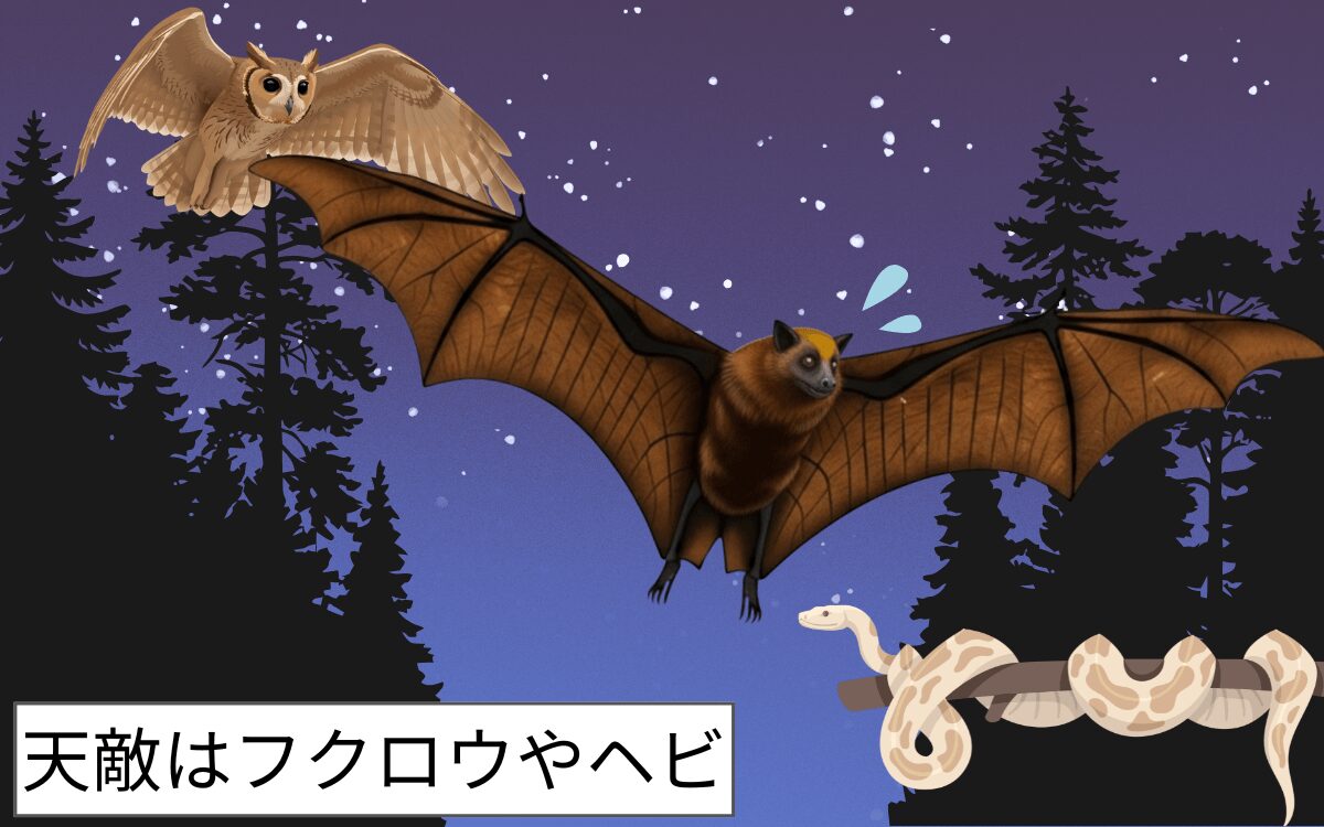 フィリピンオオコウモリの天敵