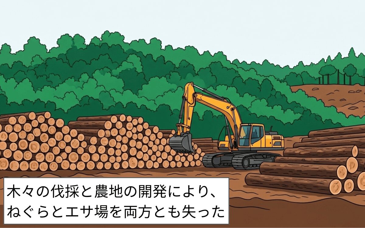 フィリピンオオコウモリ減少の原因①森林破壊