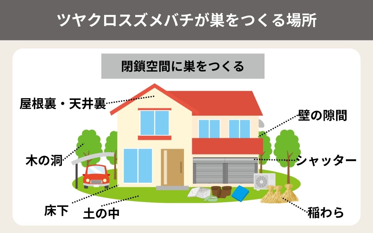 ヤドリスズメバチが乗っ取るスズメバチが巣を作る場所
