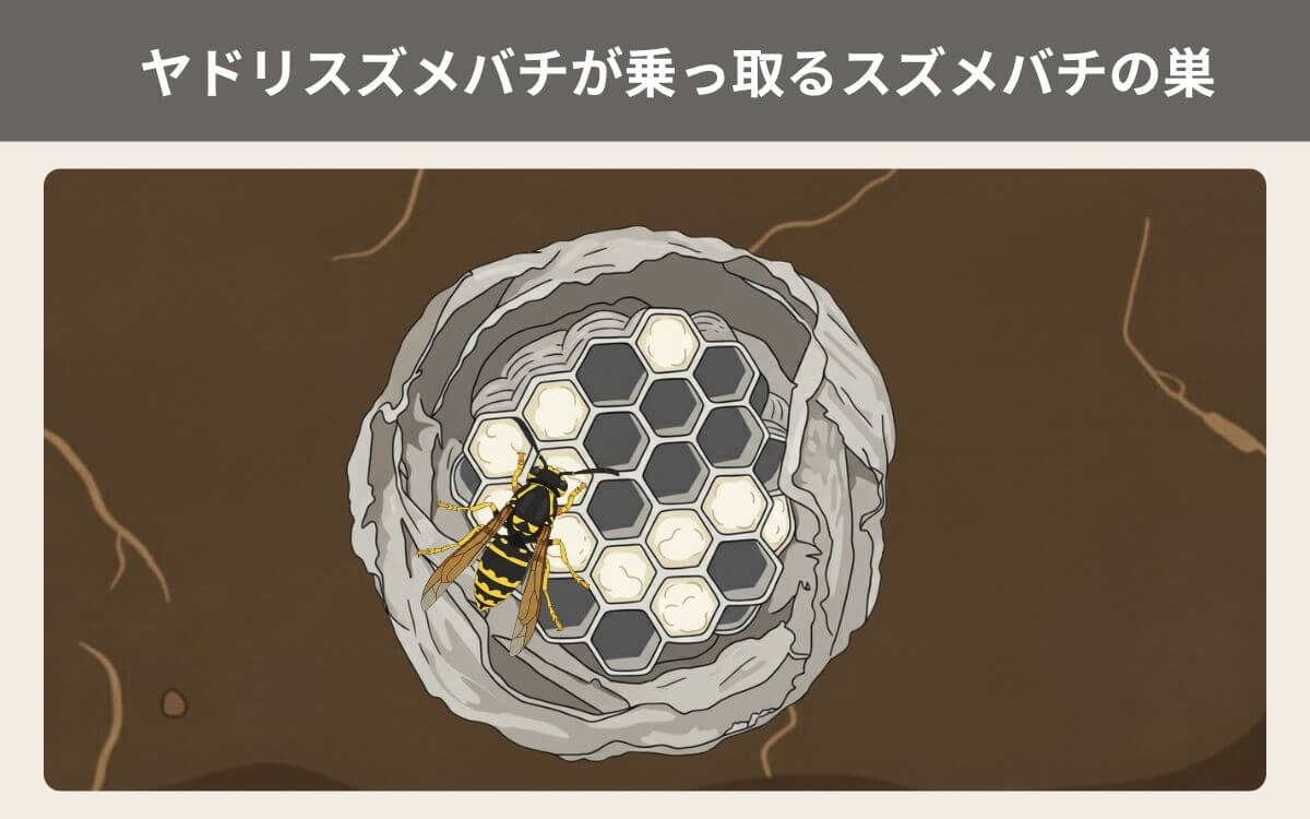 ヤドリスズメバチが乗っ取るスズメバチの巣