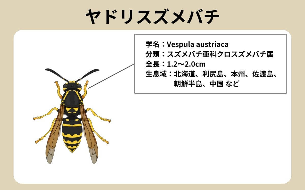 ヤドリスズメバチってどんなハチ？