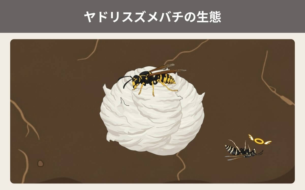 ヤドリスズメバチの生態