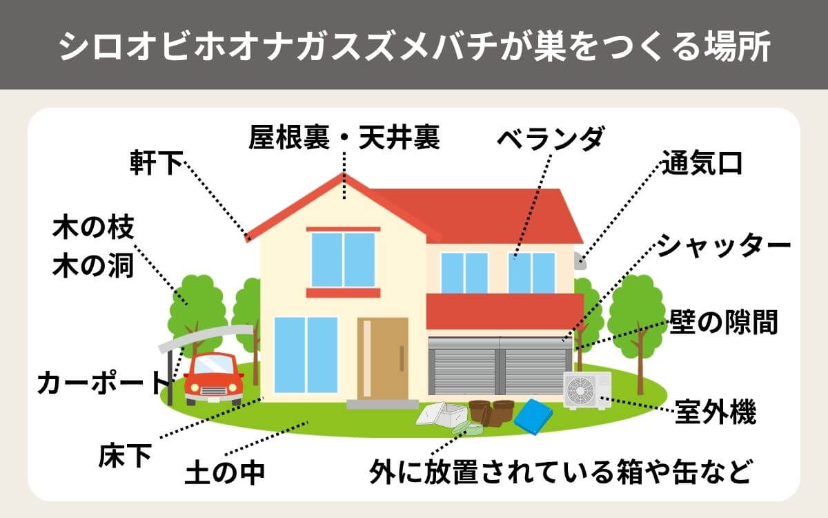 ヤドリホオナガスズメバチが乗っ取るスズメバチが巣を作る場所