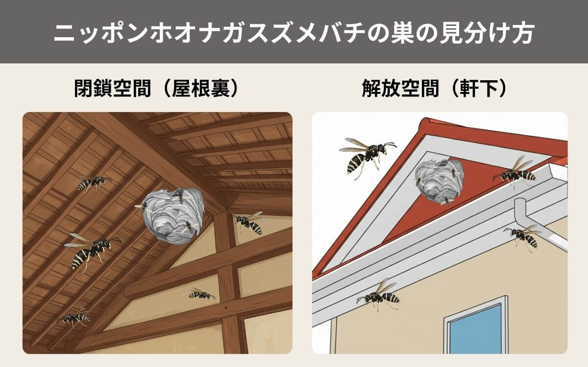 ヤドリホオナガスズメバチが乗っ取るスズメバチの巣