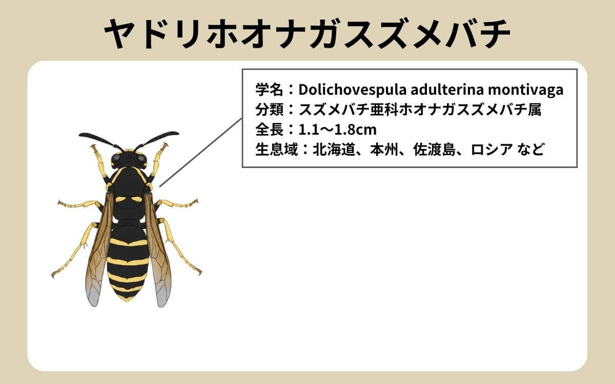 ヤドリホオナガスズメバチってどんなハチ？