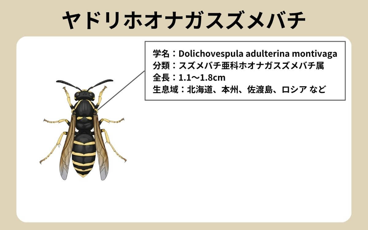 ヤドリホオナガスズメバチってどんなハチ？