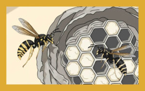 ヤドリホオナガスズメバチとは？特徴や生態など詳しく解説