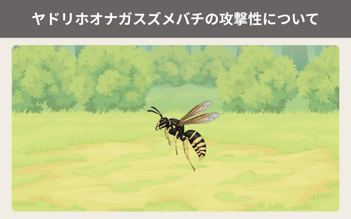 ヤドリホオナガスズメバチの攻撃性について 1