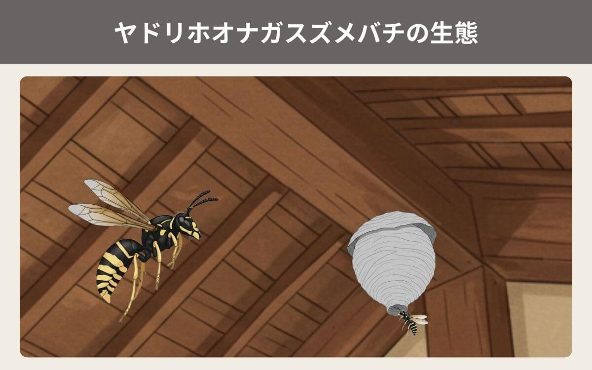 ヤドリホオナガスズメバチの生態
