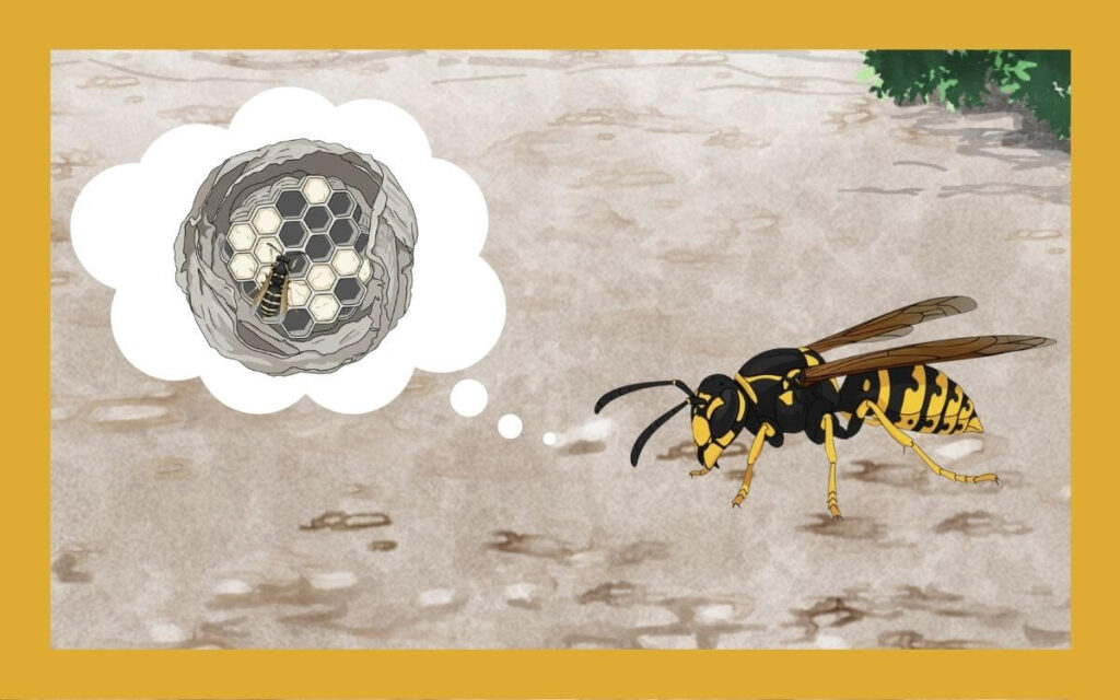 ヤドリホスズメバチとは？特徴や生態など詳しく解説