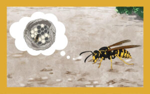 ヤドリスズメバチはどんなハチ？特徴や生態など詳しく解説