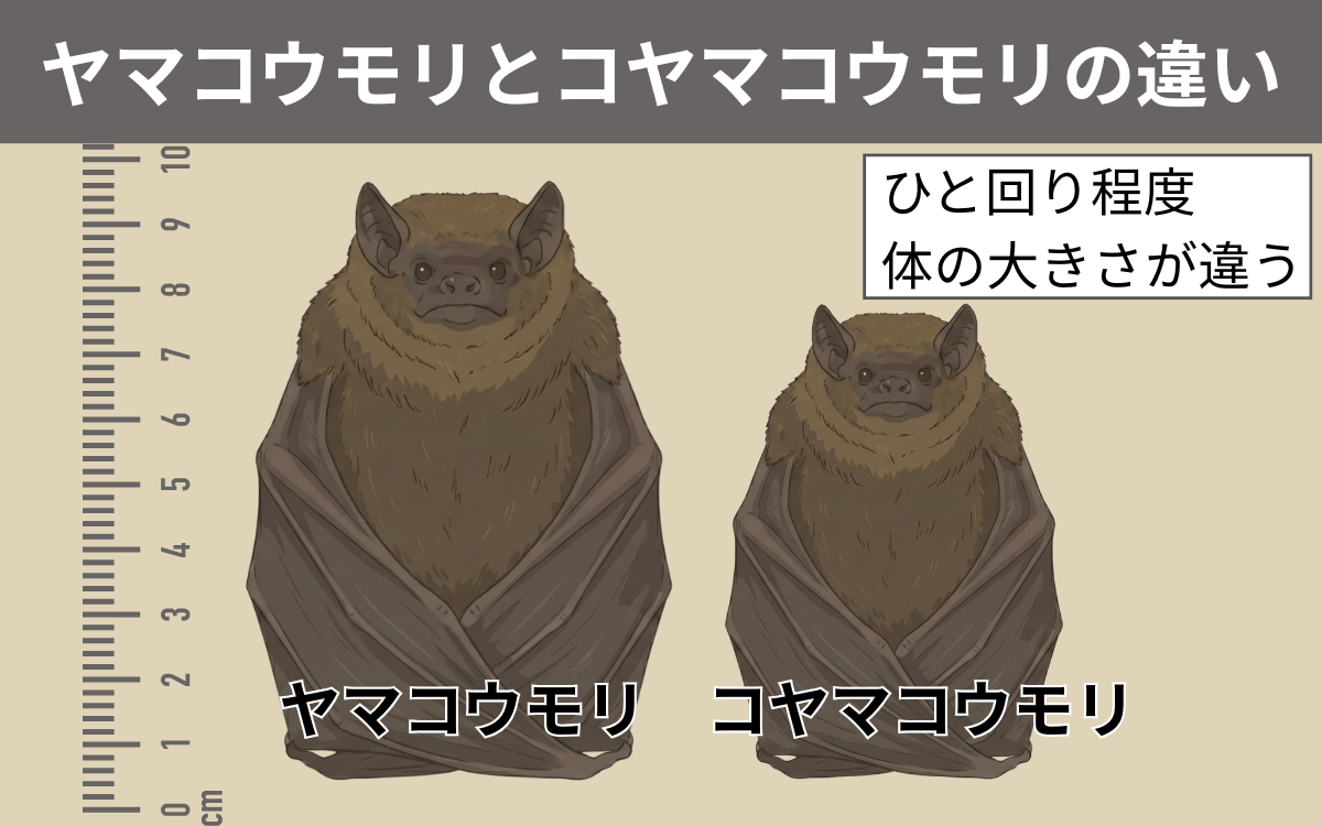 ヤマコウモリとコヤマコウモリの違い